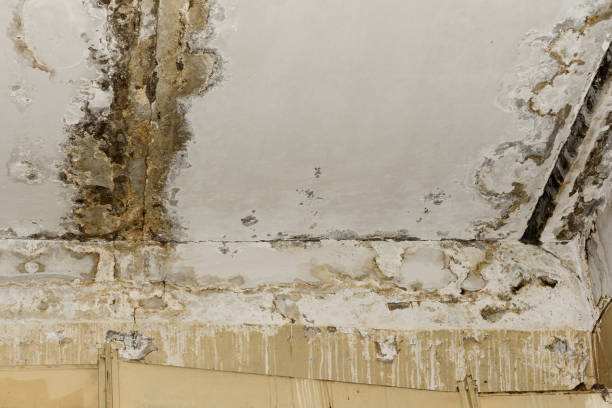 Best Commercial Mold Inspection  in USA